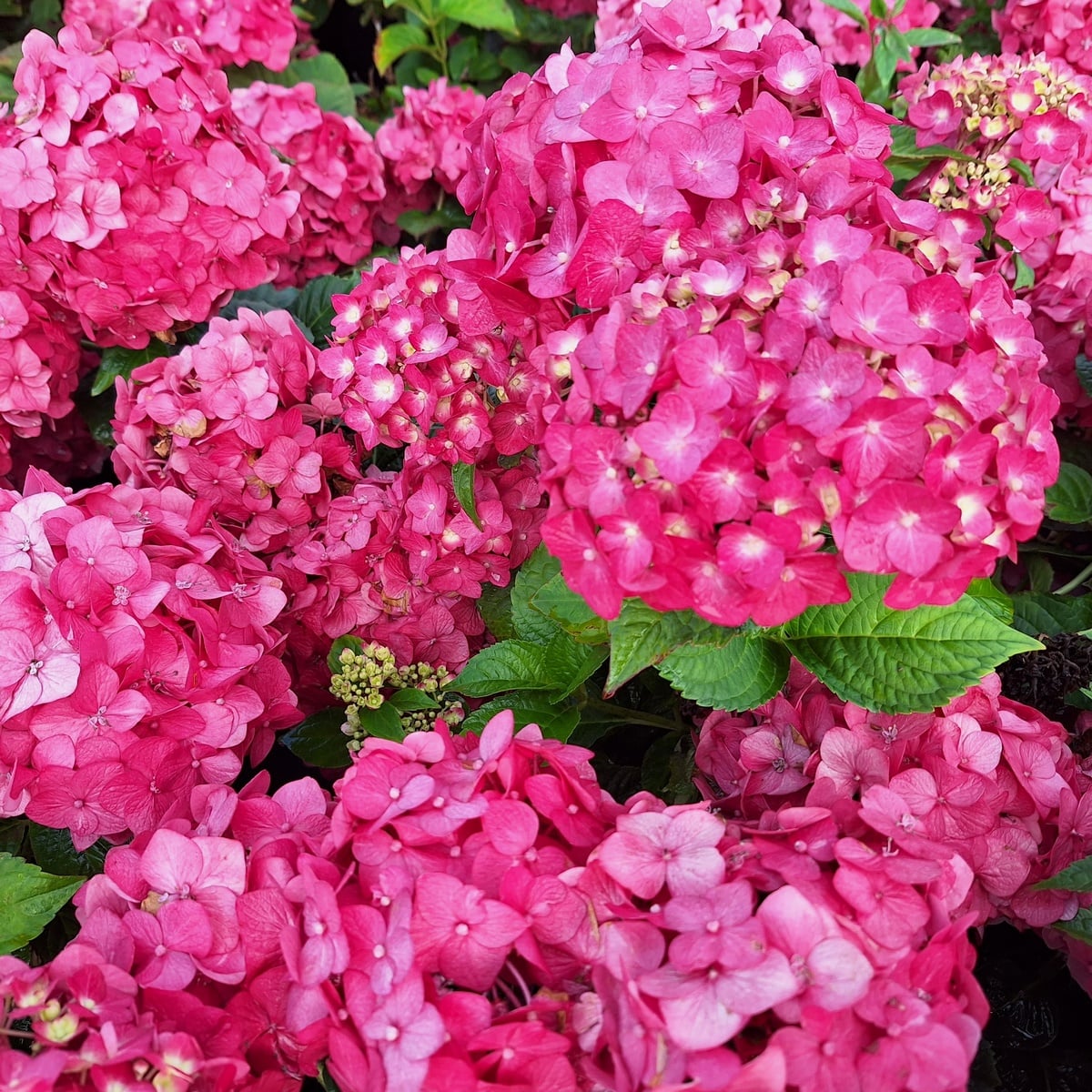 HYDRANGEA BRUGG (2)-min