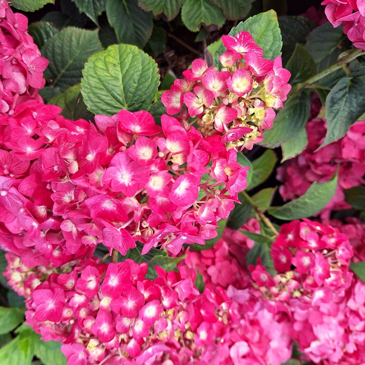 HYDRANGEA BRUGG-min