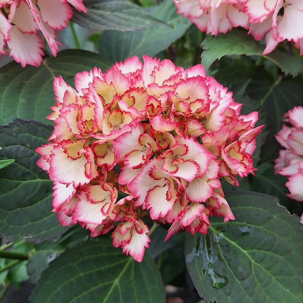 HYDRANGEA COCKTAIL (3)-min