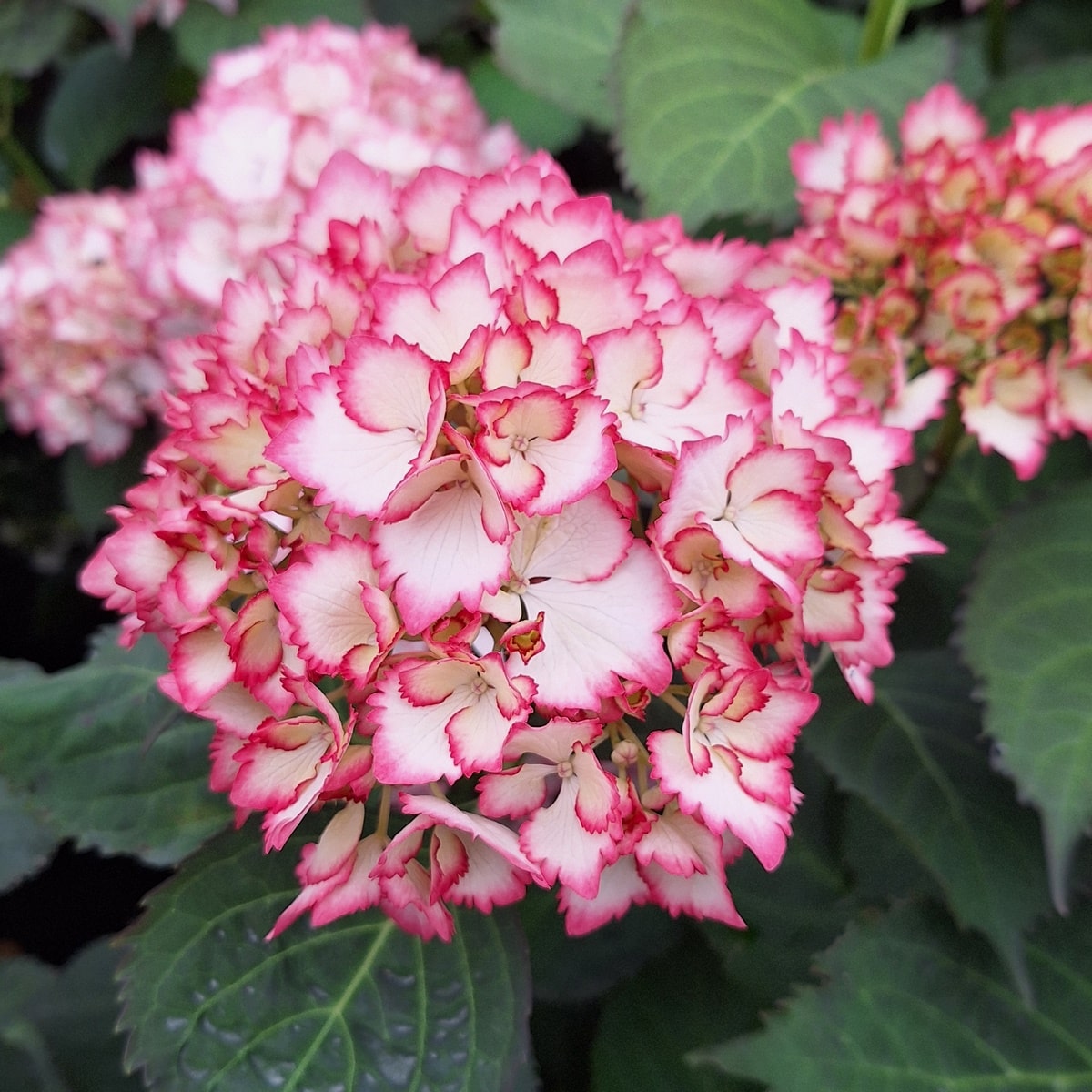 HYDRANGEA COCKTAIL (2)-min