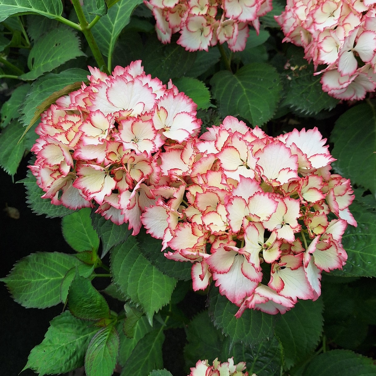 HYDRANGEA COCKTAIL-min