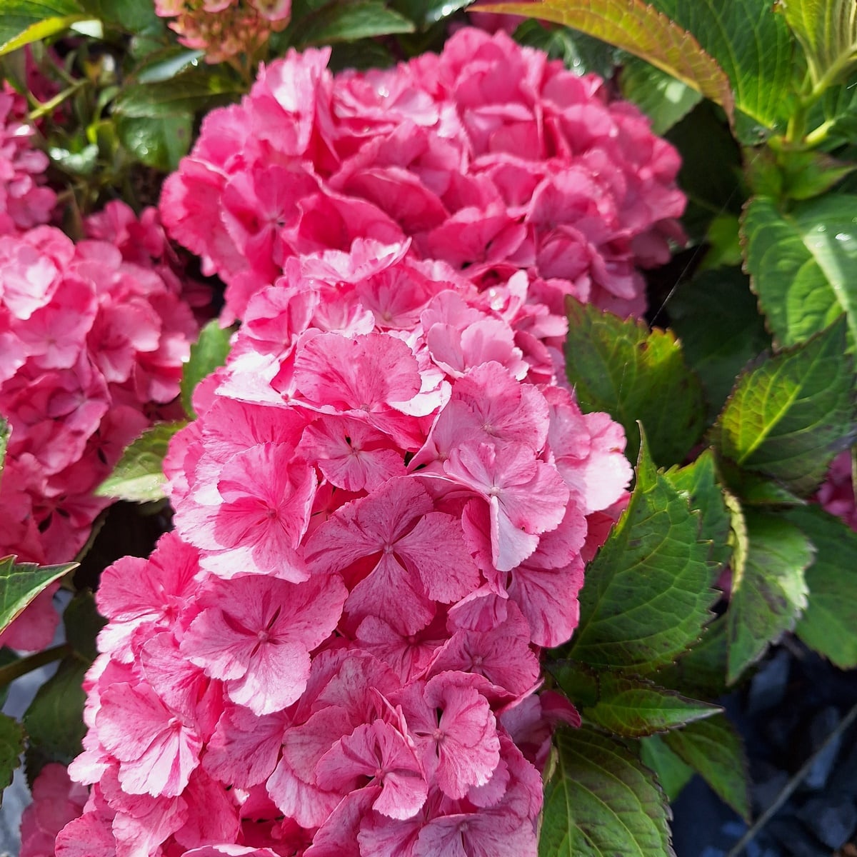HYDRANGEA CONFETTI PANTHER-min