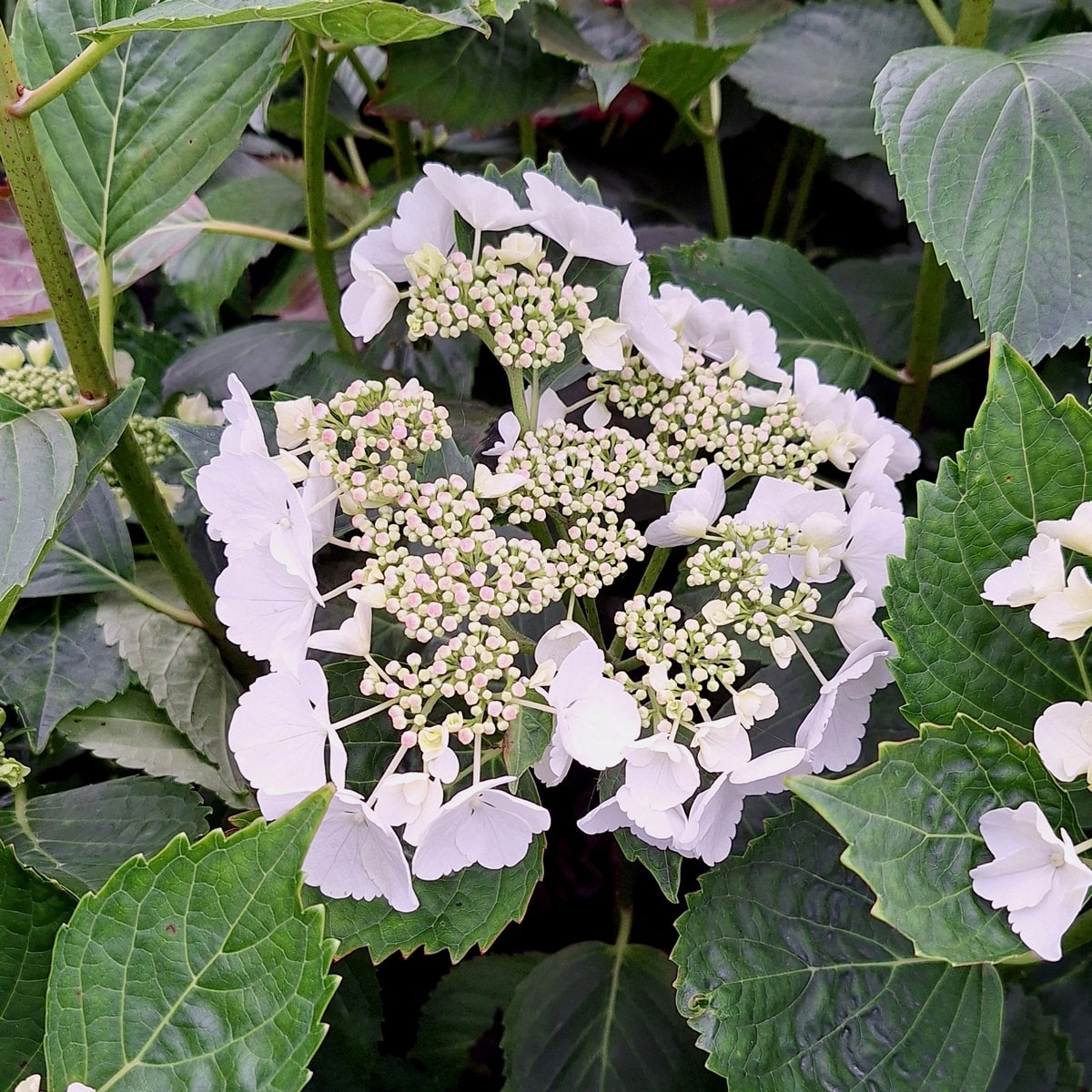 HYDRANGEA ELEGANCE (2)-min