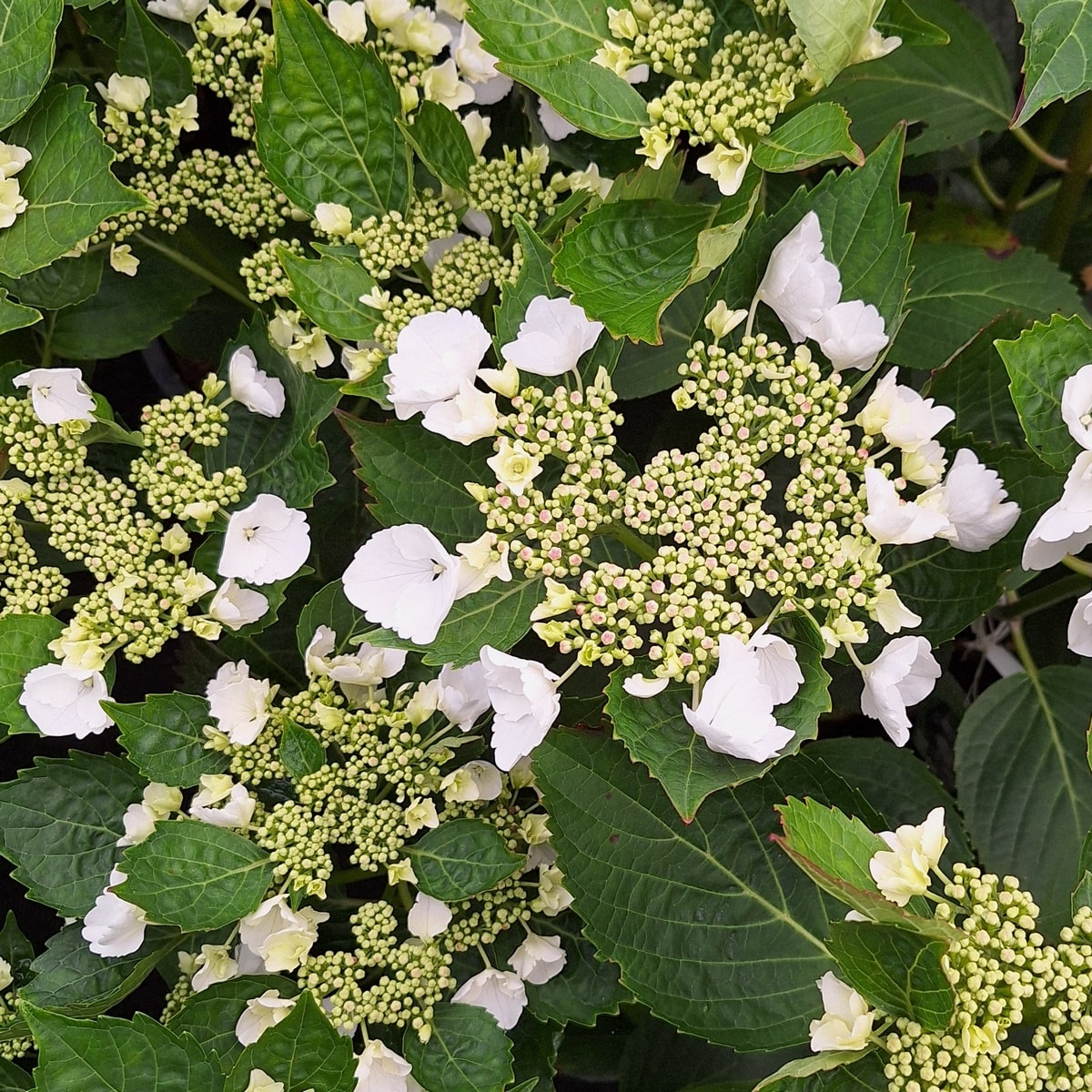 HYDRANGEA ELEGANCE (3)-min