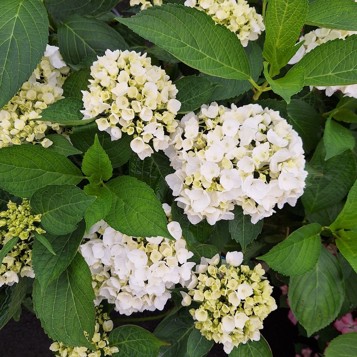 HYDRANGEA FIRST WHITE (4)-min