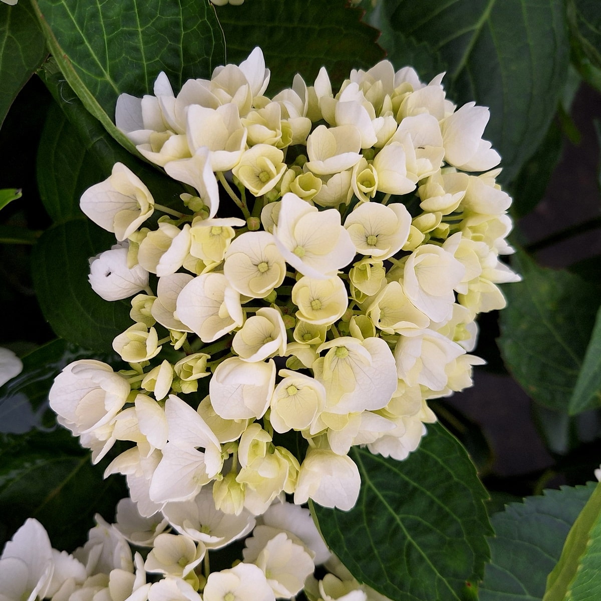 HYDRANGEA FIRST WHITE-min