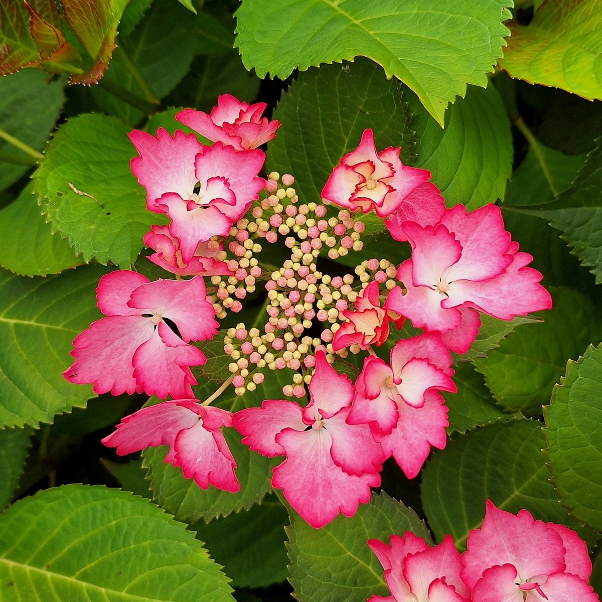 HYDRANGEA FRENCH CANCAN-min