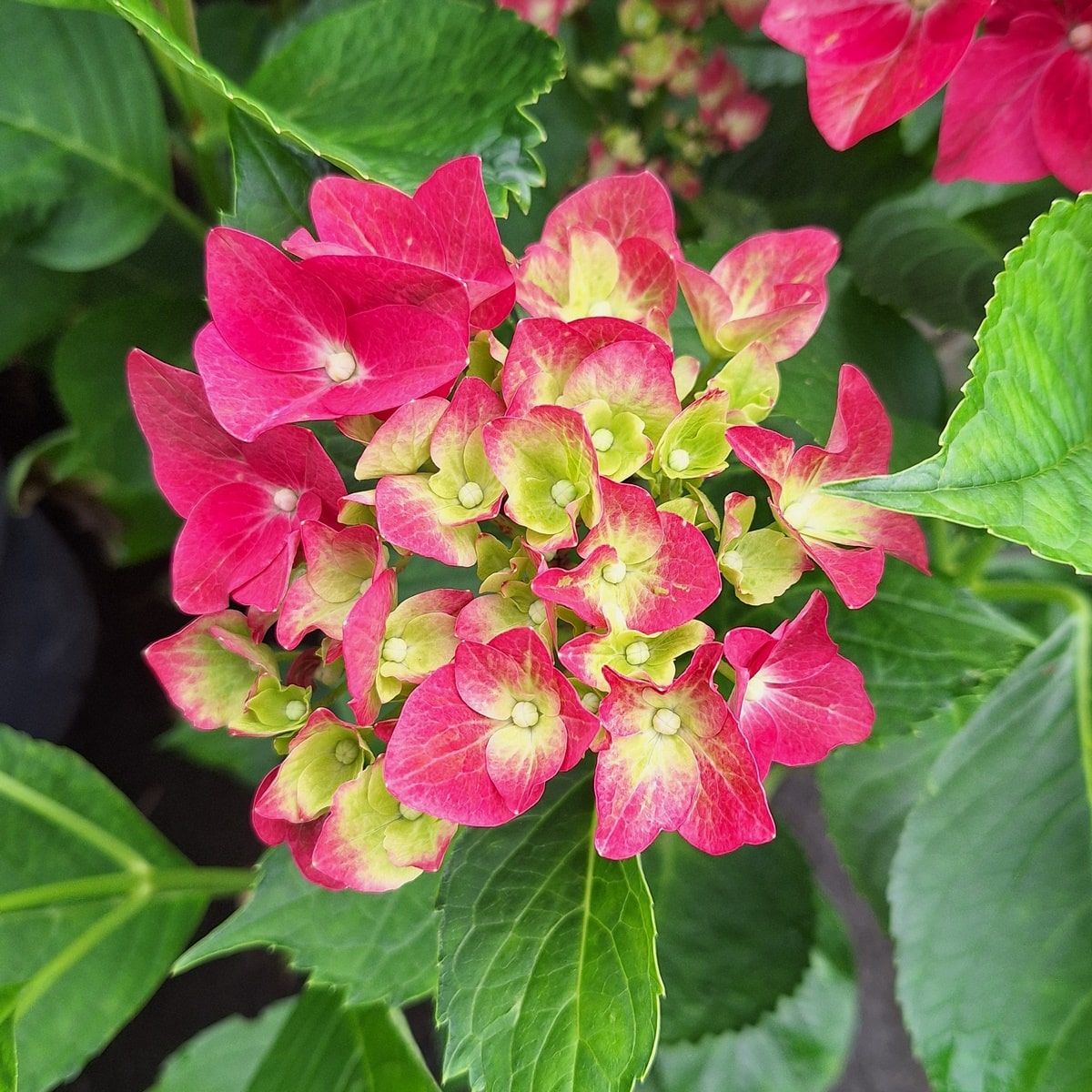 HYDRANGEA GREEN SHADOW-min