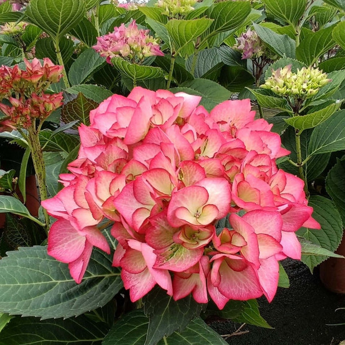 HYDRANGEA MADEMOISELLE 2 W-min
