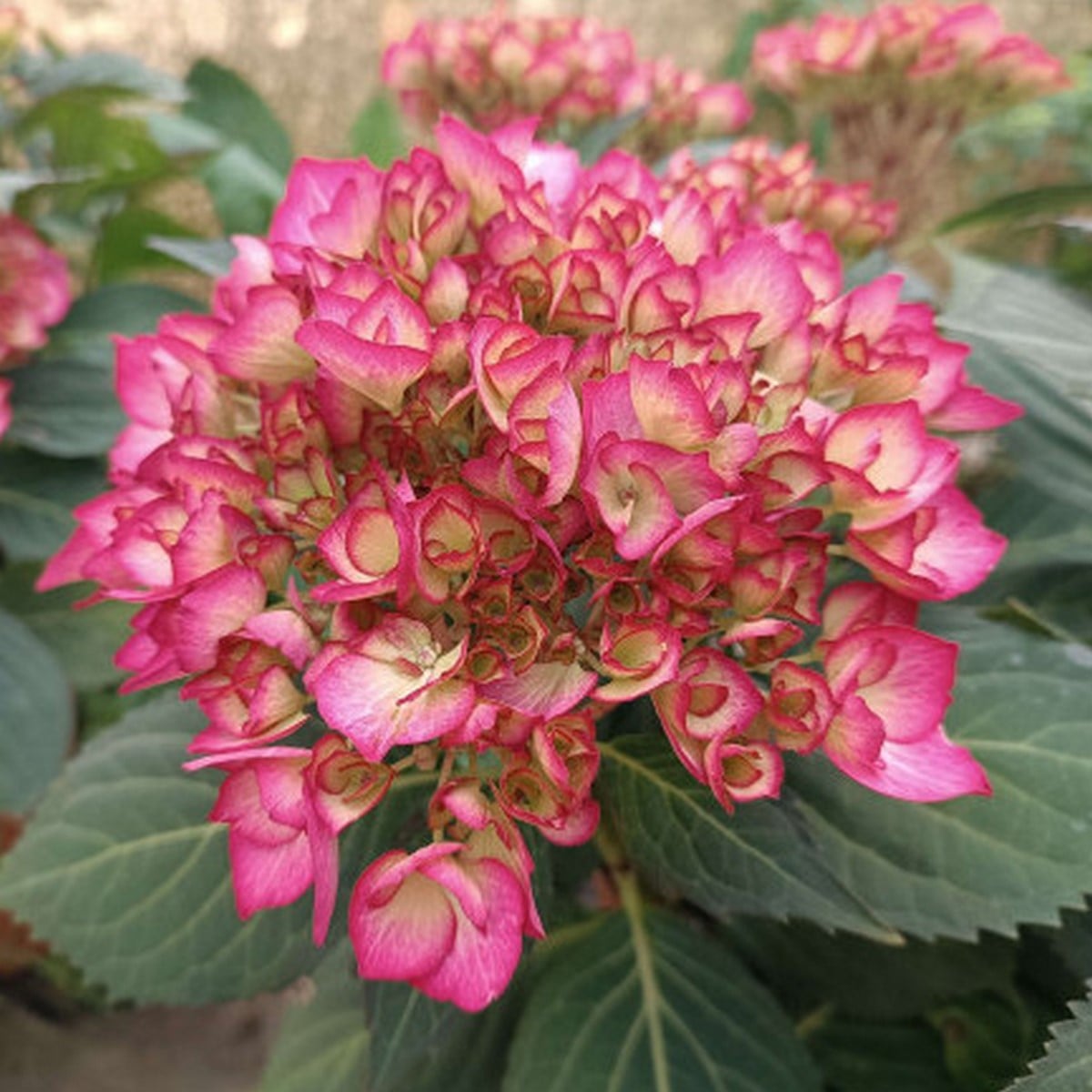 HYDRANGEA MADEMOISELLE W-min