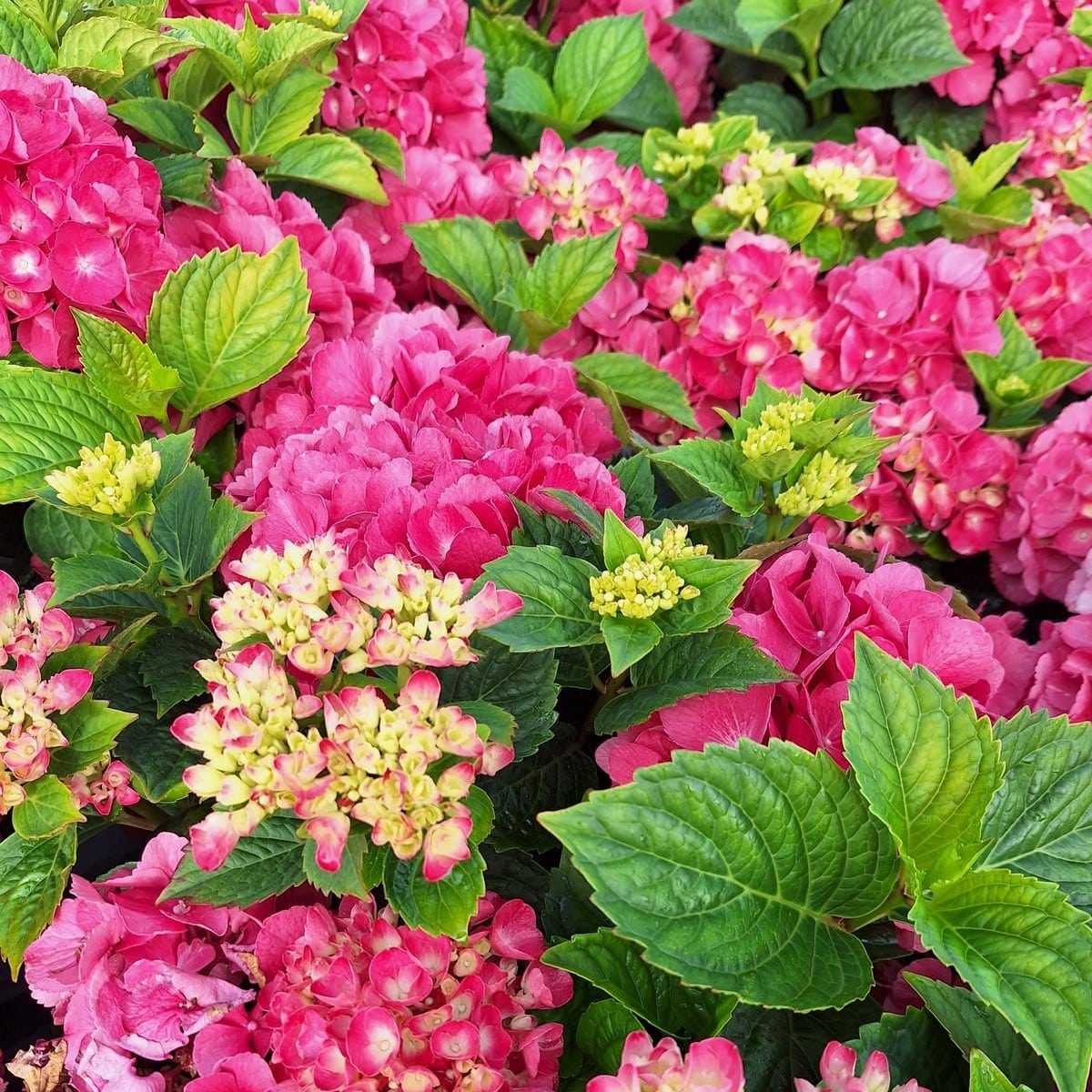 HYDRANGEA MAC RED BARON (2)-min