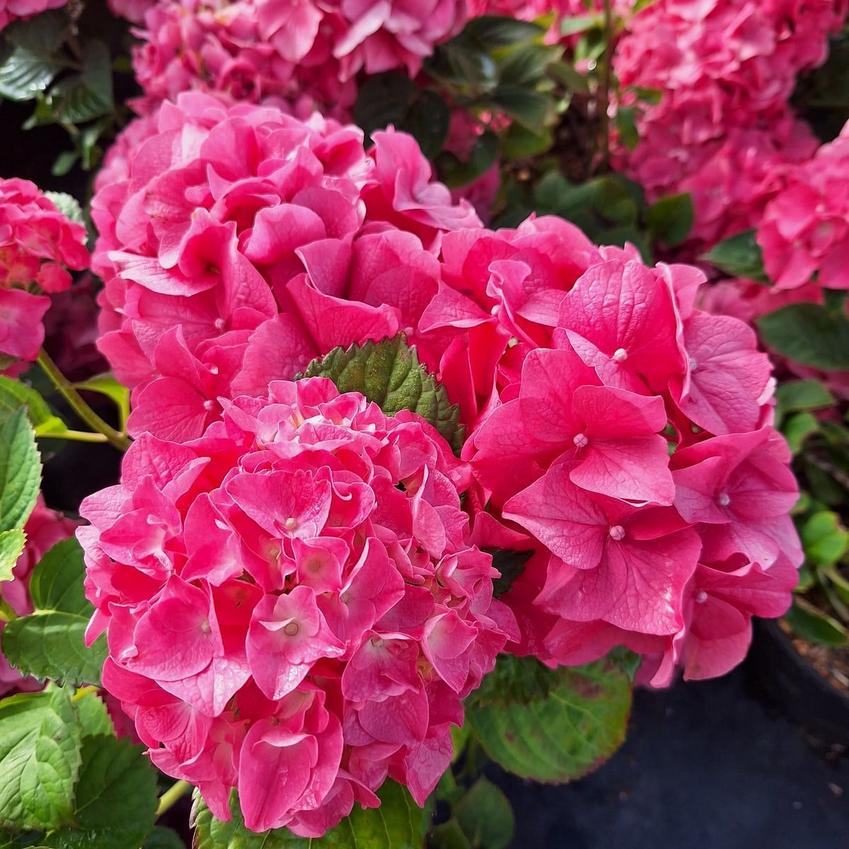 HYDRANGEA MAC ROSITA (2)-min