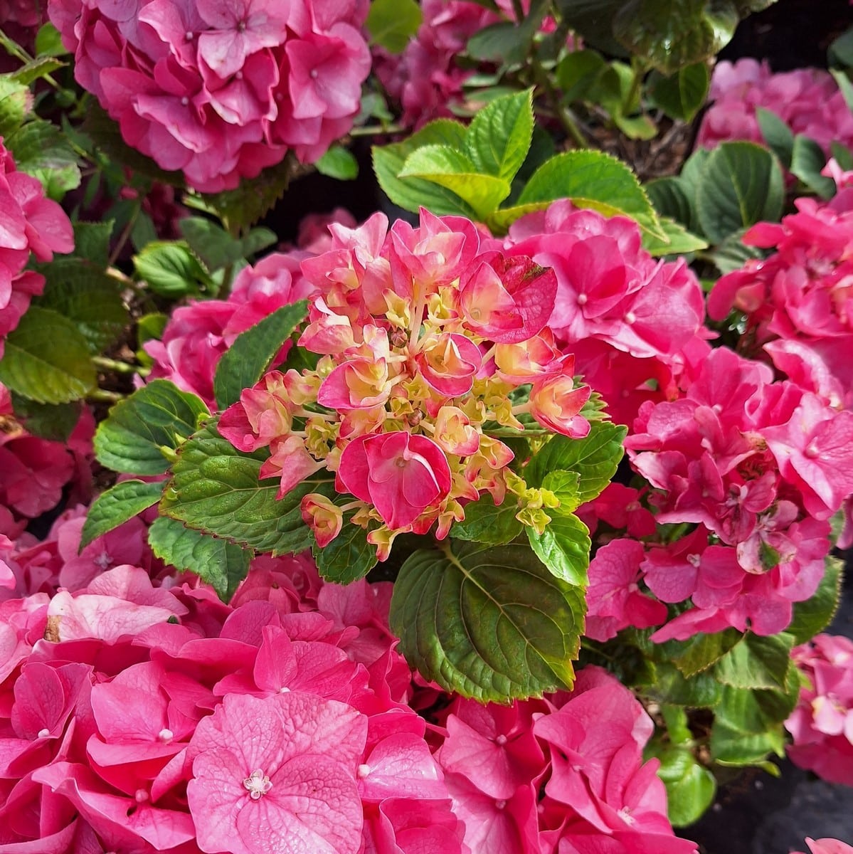 HYDRANGEA MAC ROSITA-min