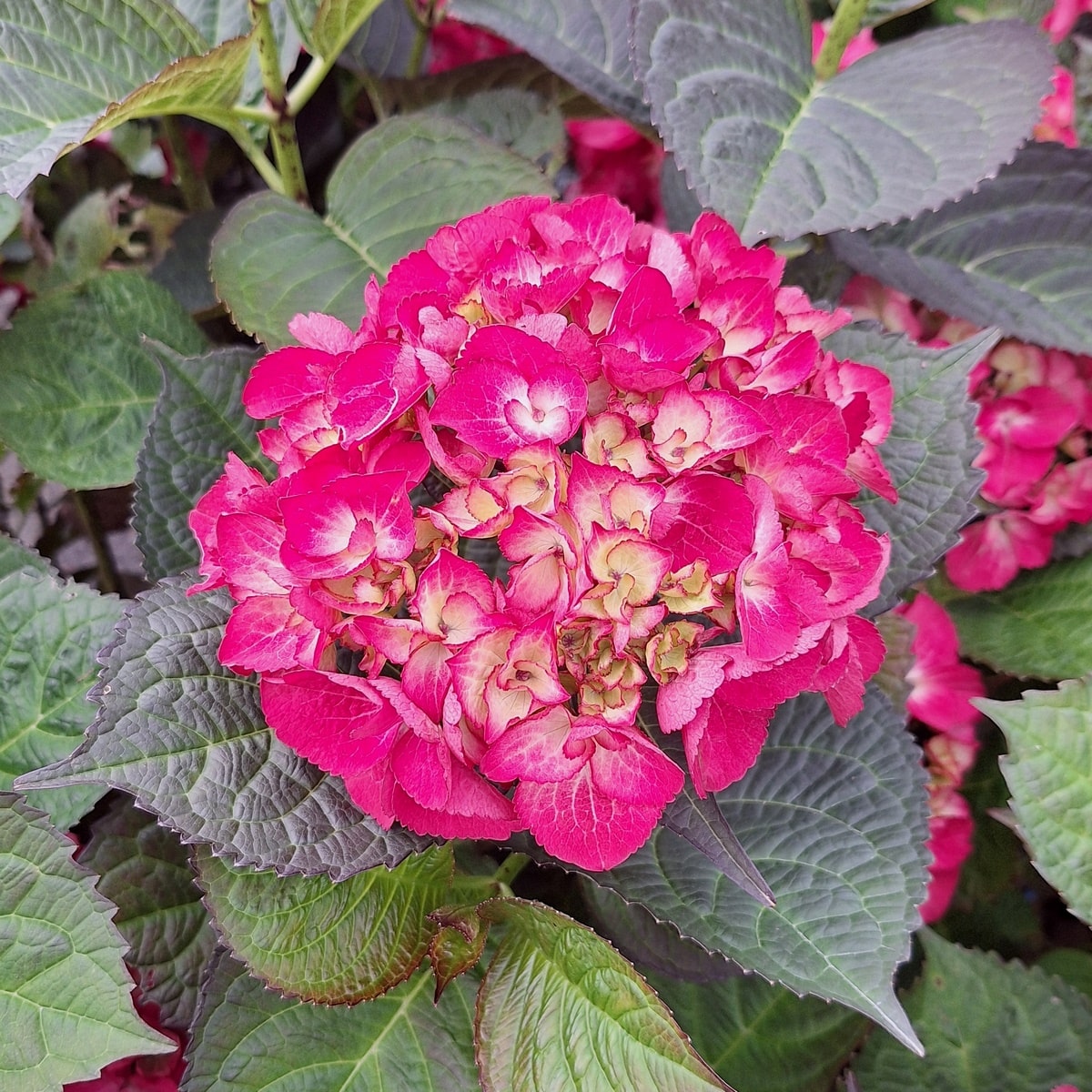 HYDRANGEA SAMBA FIRE-min