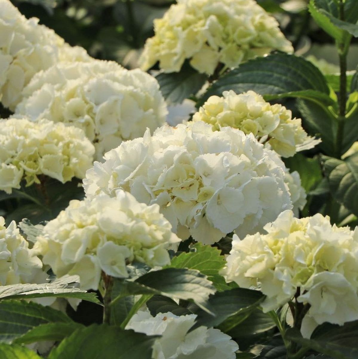 HYDRANGEA SCHNEEBALL 3 W-min