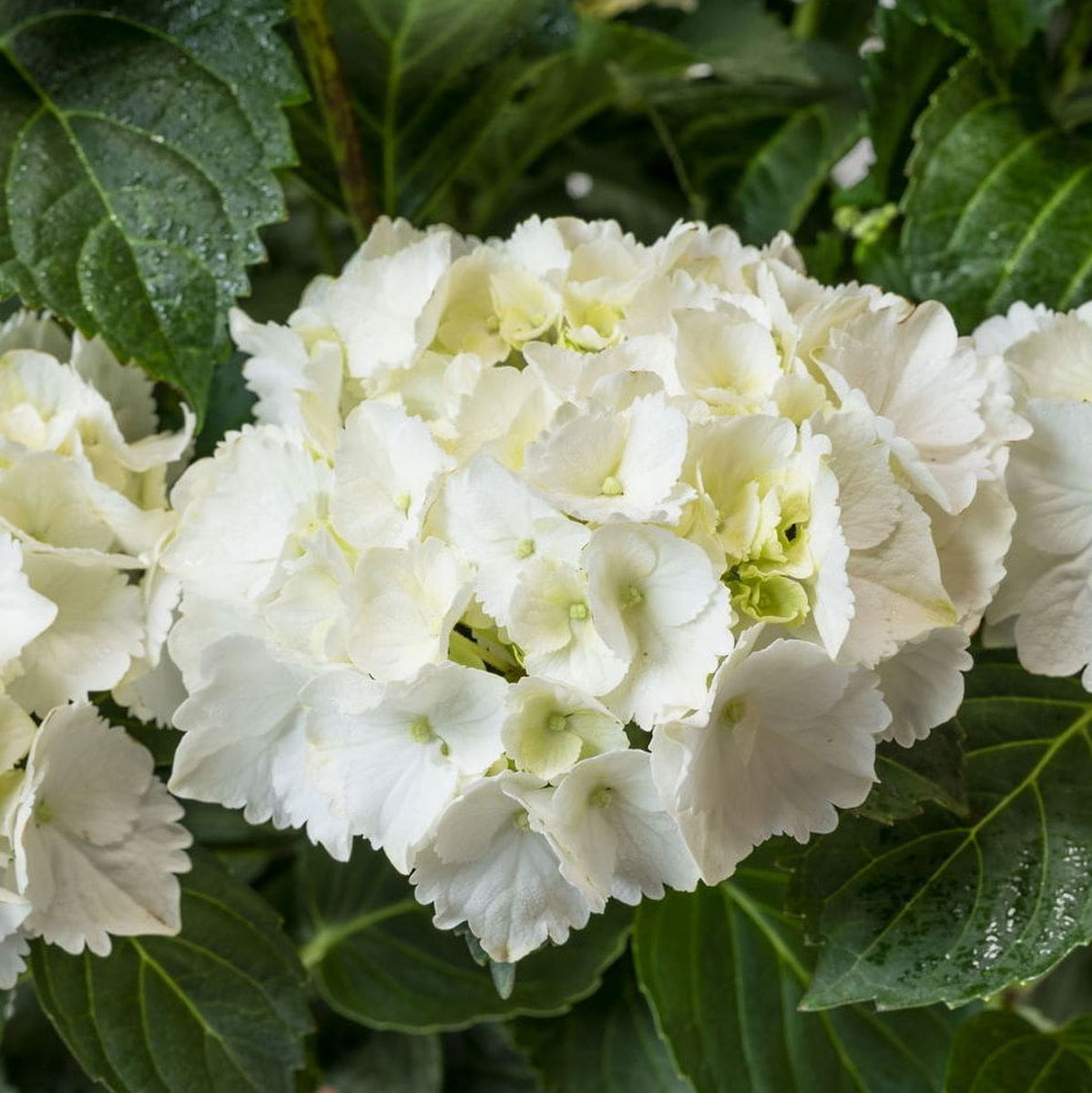 HYDRANGEA SCHNEEBALL W-min