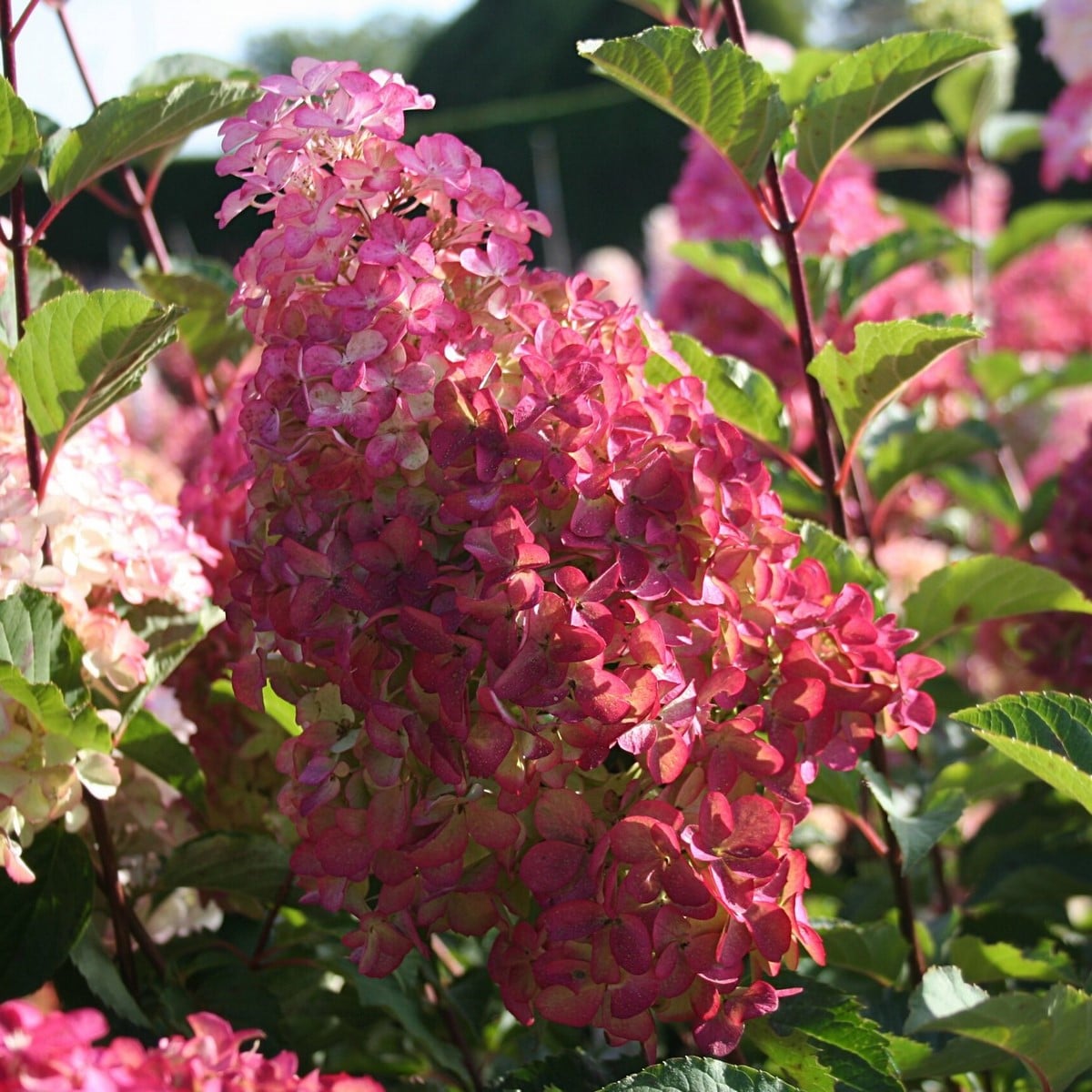 HYDRANGEA PAN FRAISE MELBA 2 W-min
