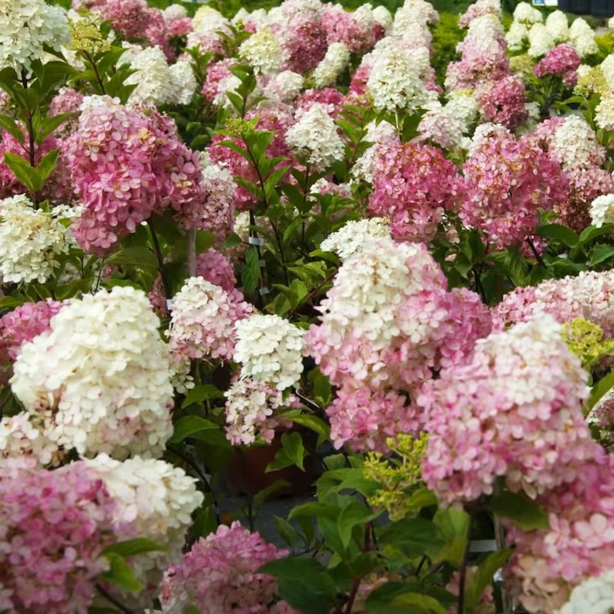HYDRANGEA PAN FRAISE MELBA W-min