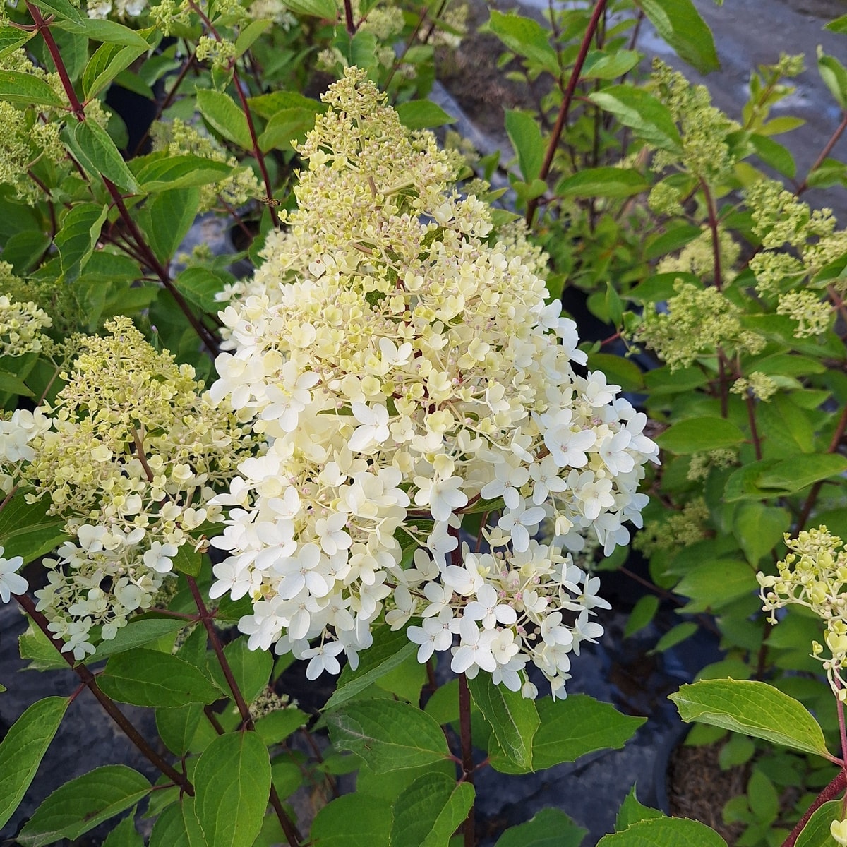 HYDRANGEA PAN GRANDIFLORA-min (2)