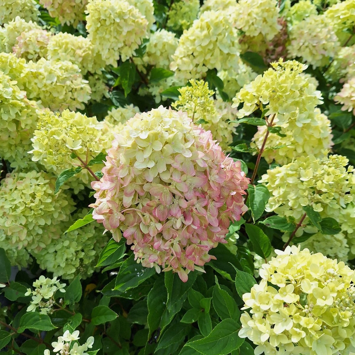 HYDRANGEA PAN LITTLE LIME (3)-min