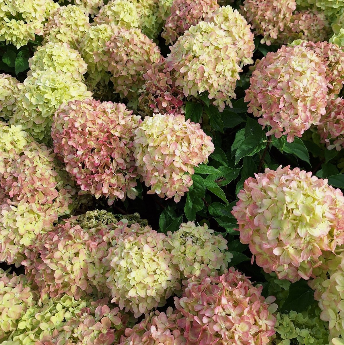 HYDRANGEA PAN LITTLE LIME-min