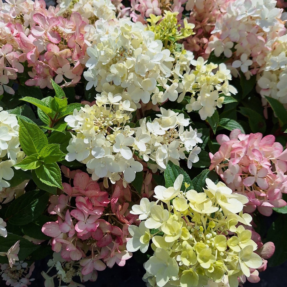 HYDRANGEA PAN PETITE STAR-min