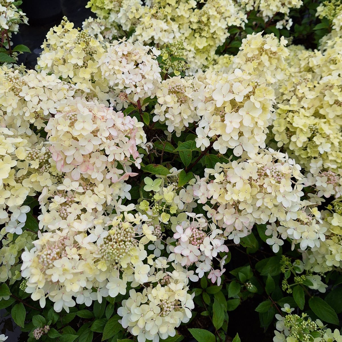 HYDRANGEA PAN PETITE STAR (5)-min
