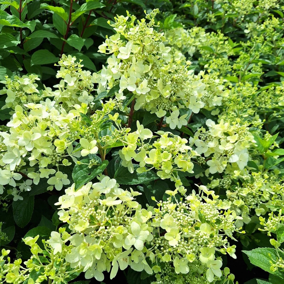 HYDRANGEA PAN PETITE STAR (3)-min