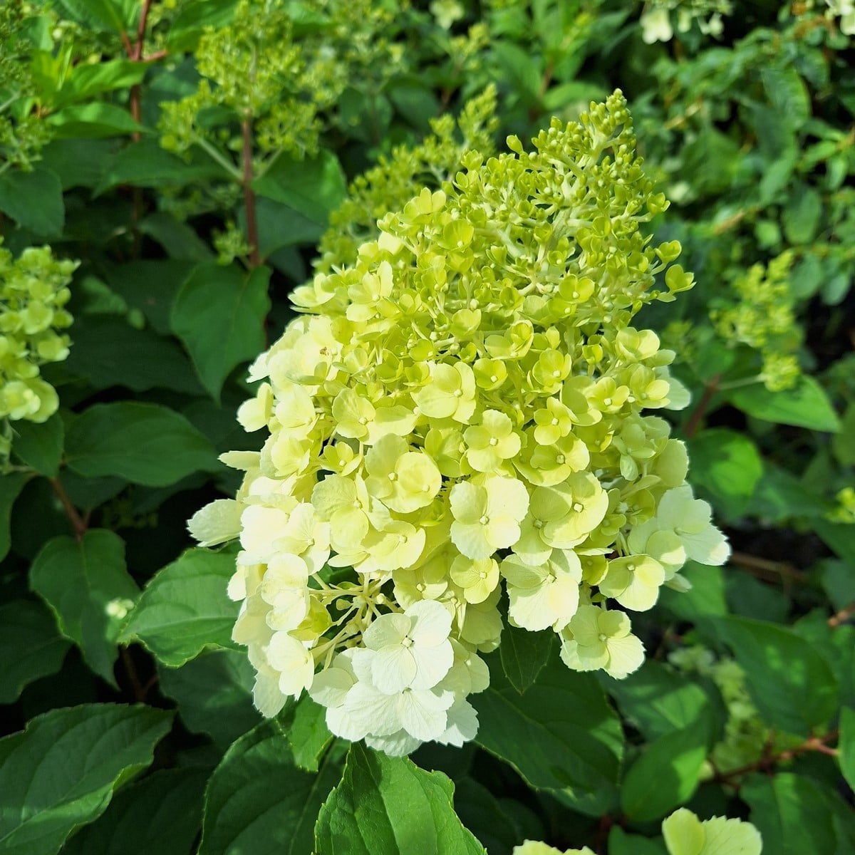 HYDRANGEA PAN PHANTOM (4)-min