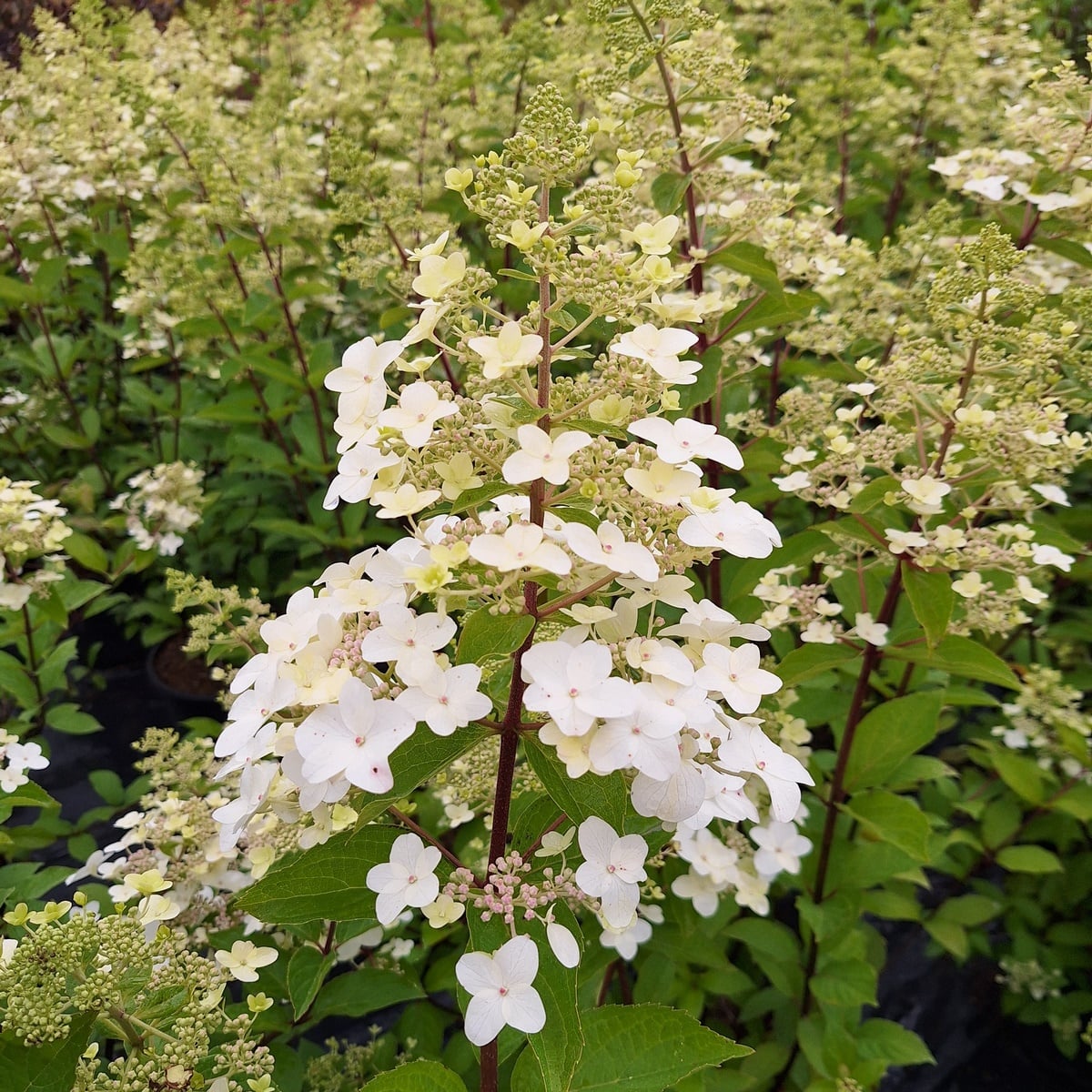 HYDRANGEA PAN UNIQUE (2)-min