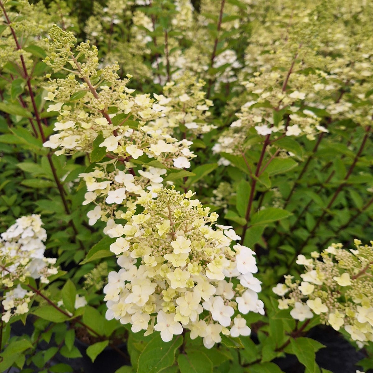 HYDRANGEA PAN UNIQUE-min
