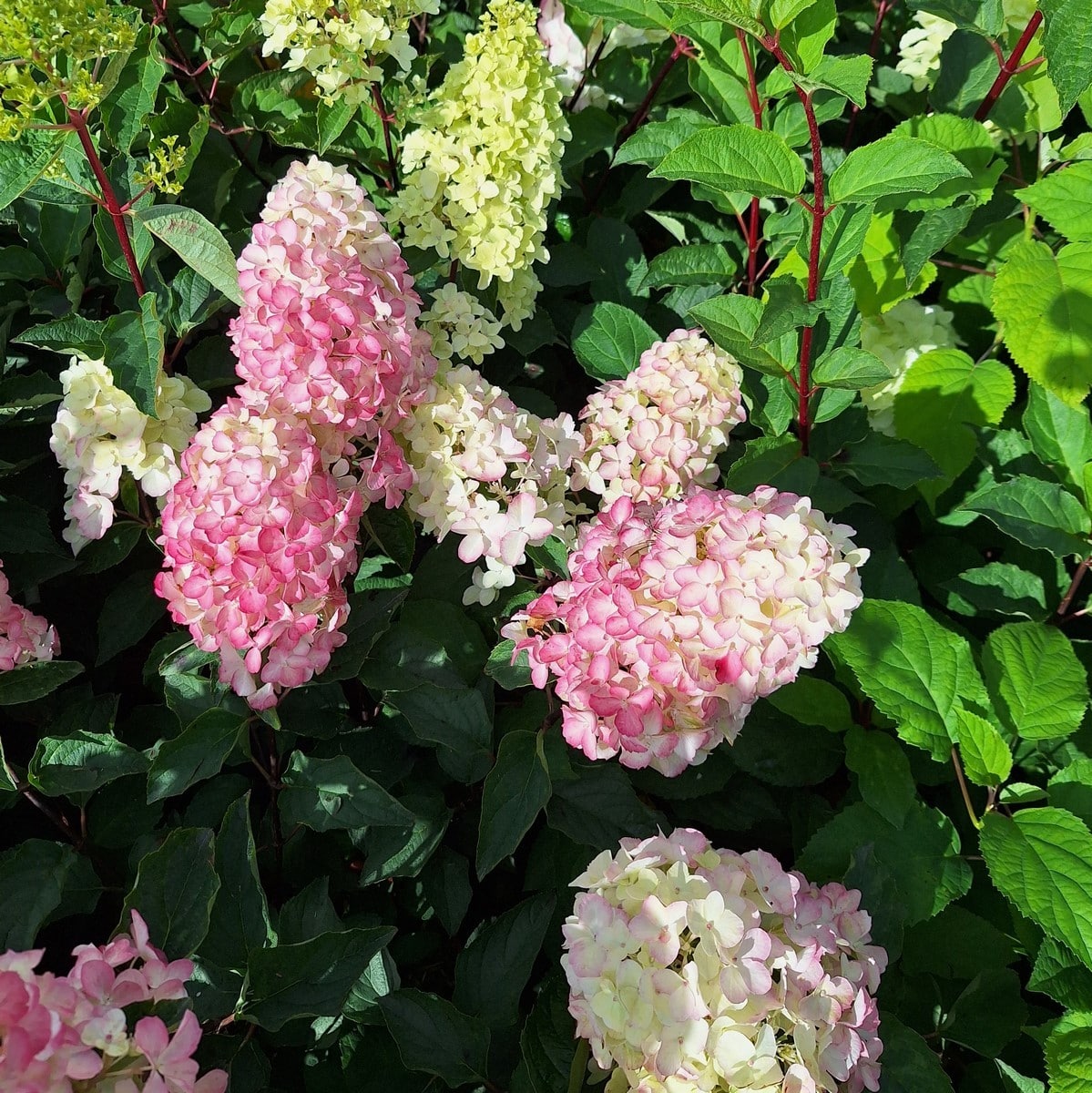 HYDRANGEA PAN VANILLE FRAISE (6)-min