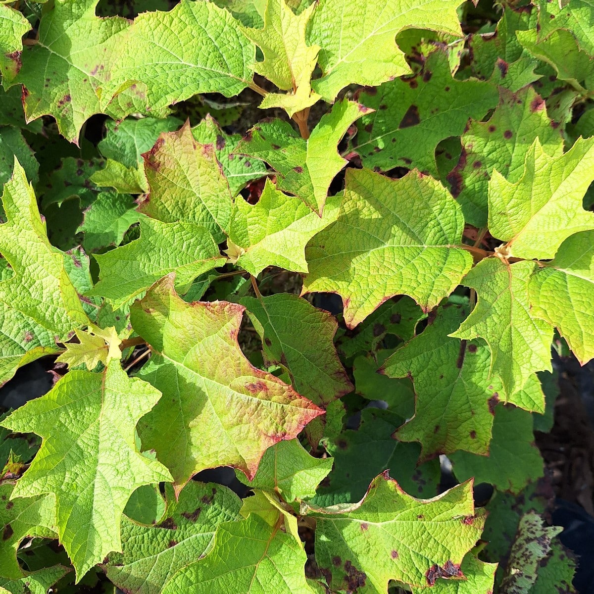 HYDRANGEA QUERCIFOLIA (3)-min