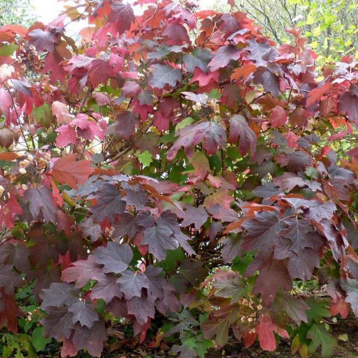HYDRANGEA QUERCIFOLIA 2 W-min
