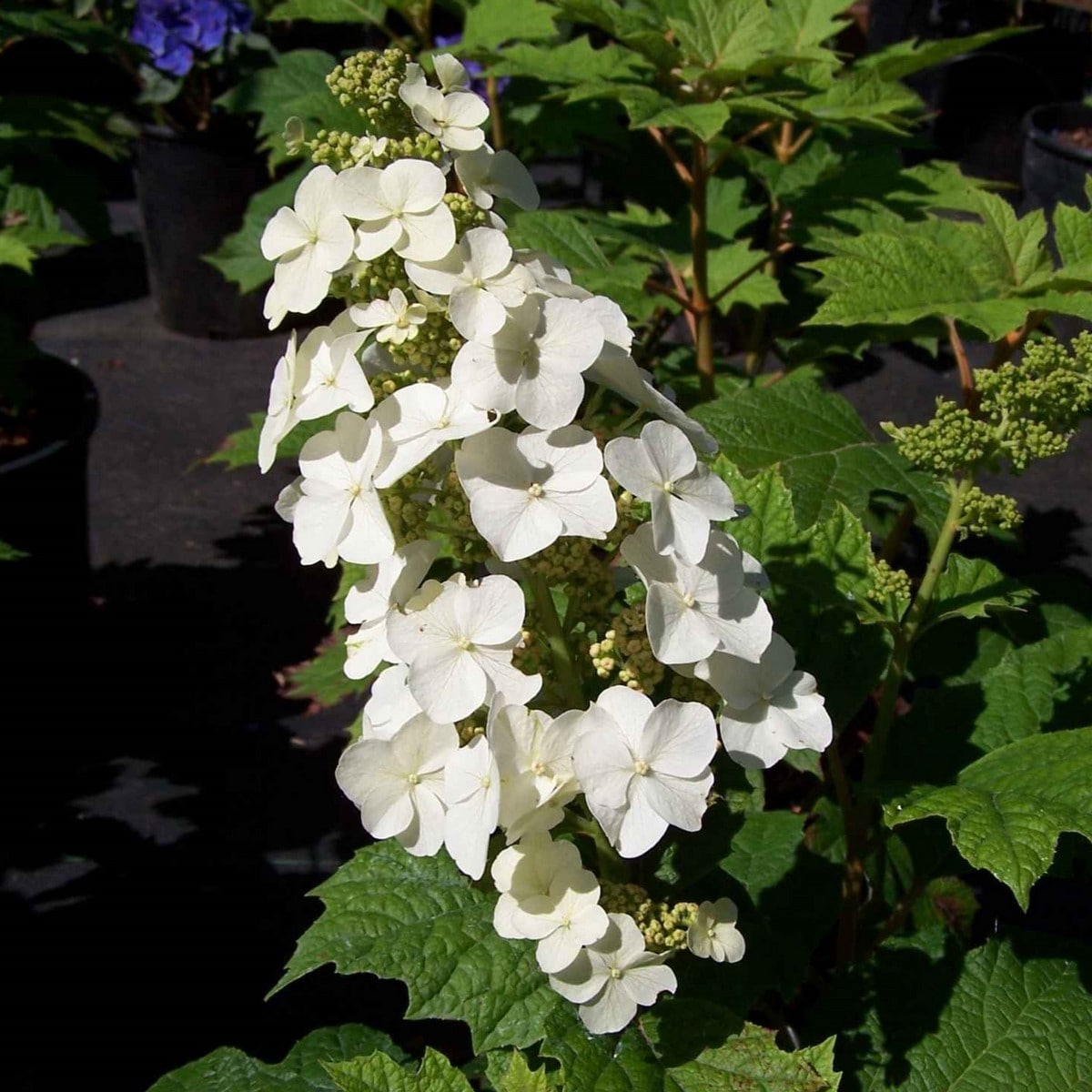 HYDRANGEA QUER ICE CRYSTAL  3W-min