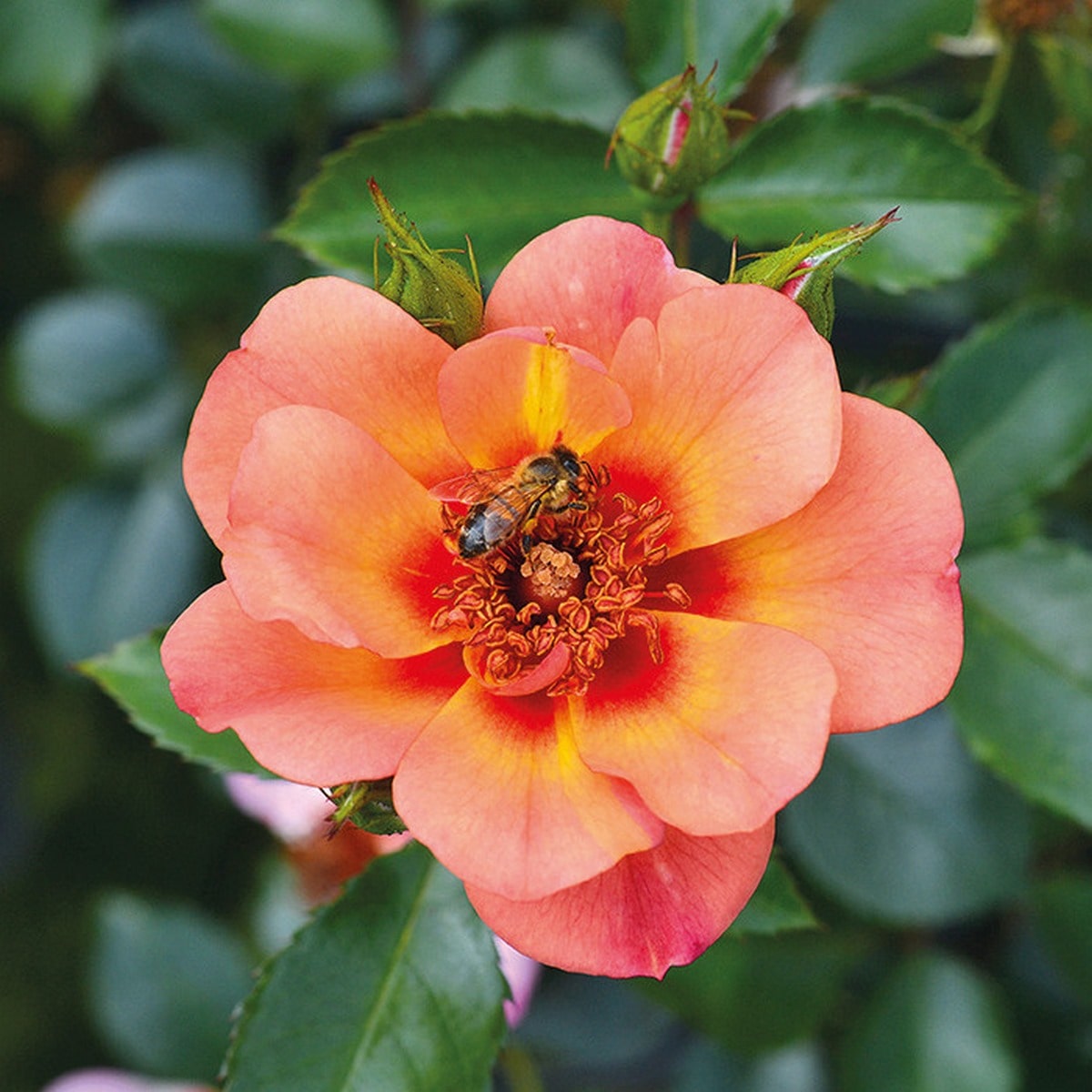 DECOROSIER BAIA (2)-min