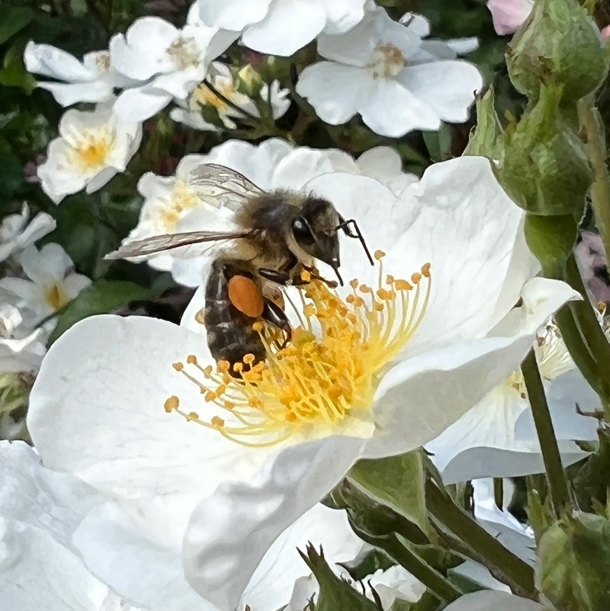 ROSANATURA ALBA (7)-min