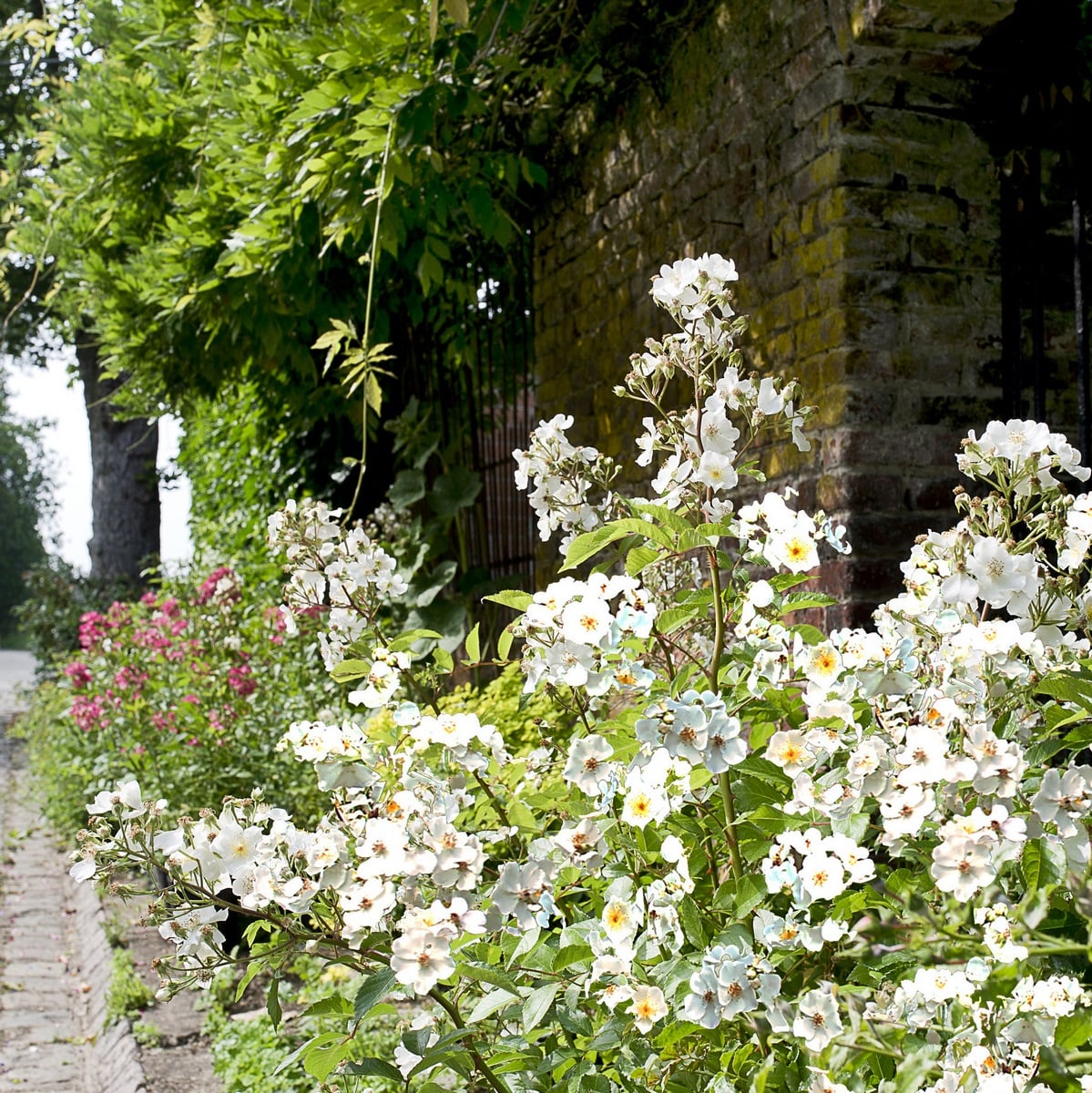 ROSANATURA ALBA-min