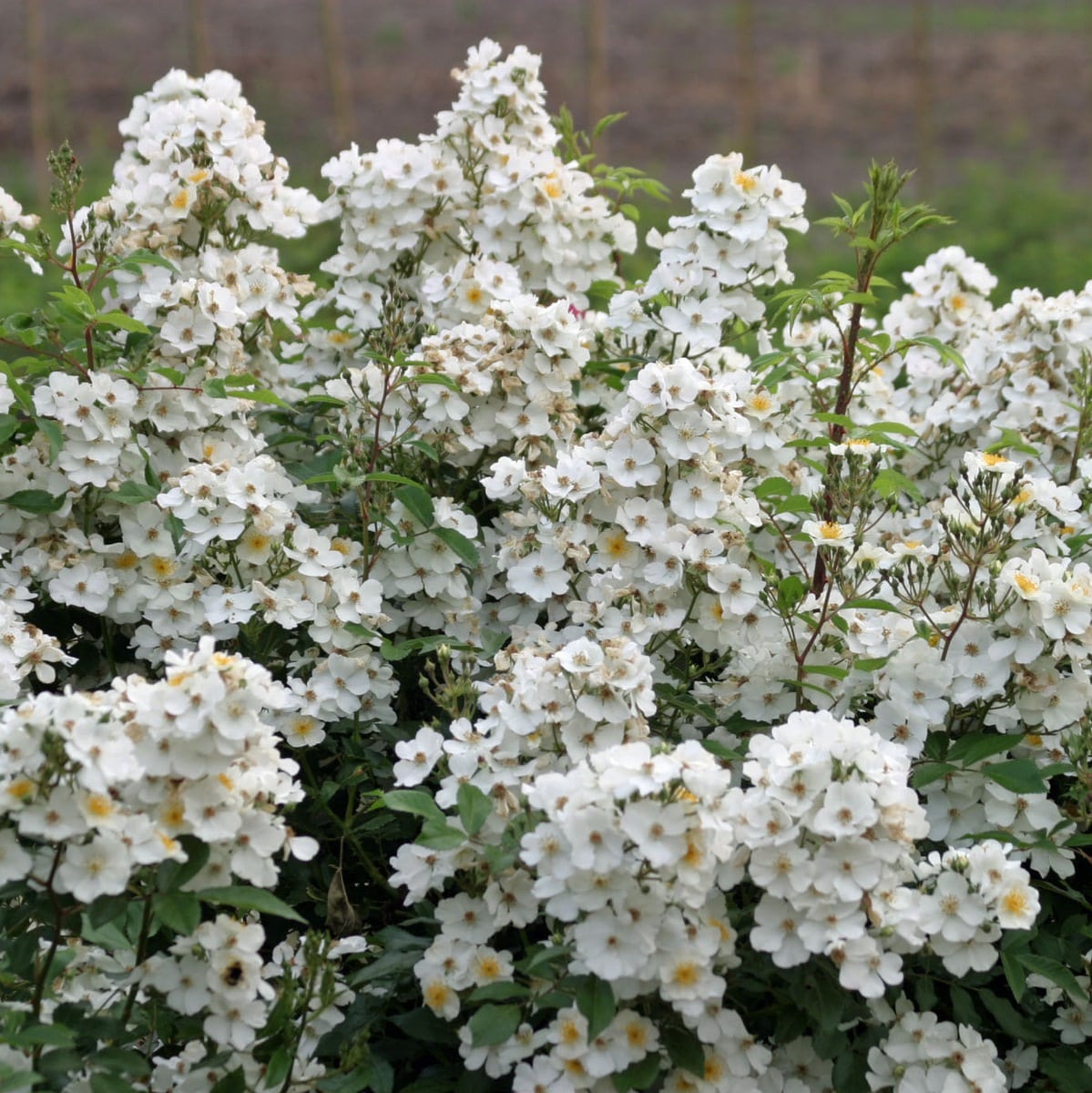 ROSANATURA ALBA (3)-min