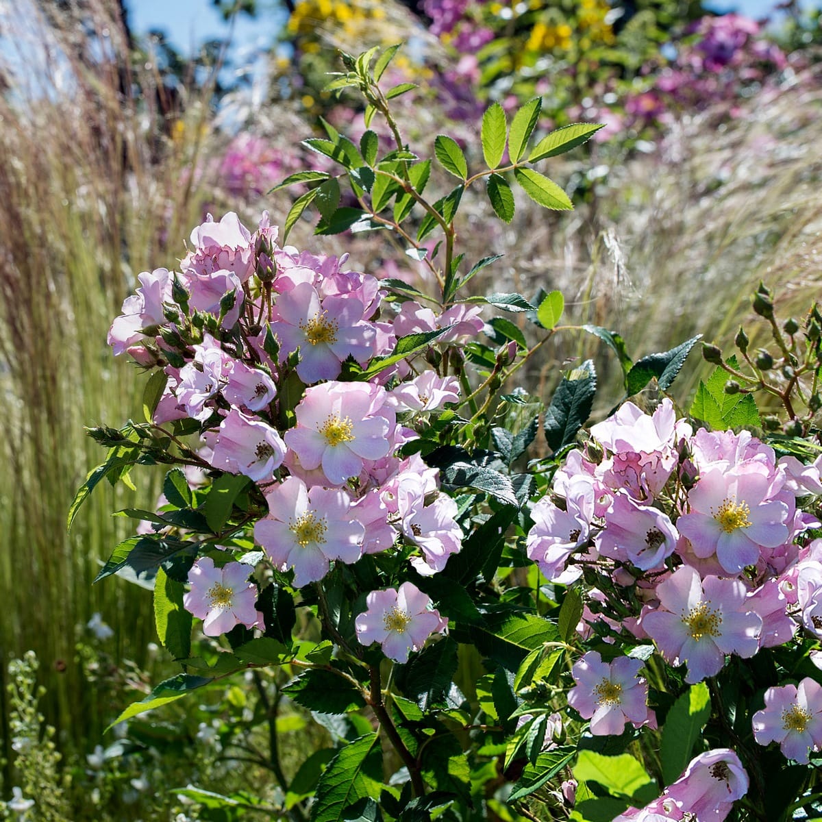 ROSANATURA ROSEA (2)-min