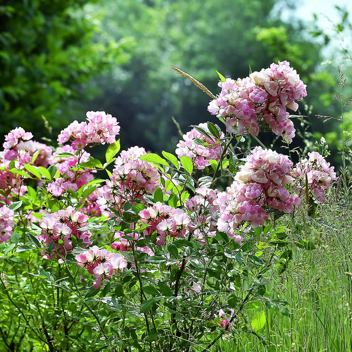 ROSANATURA ROSEA-min