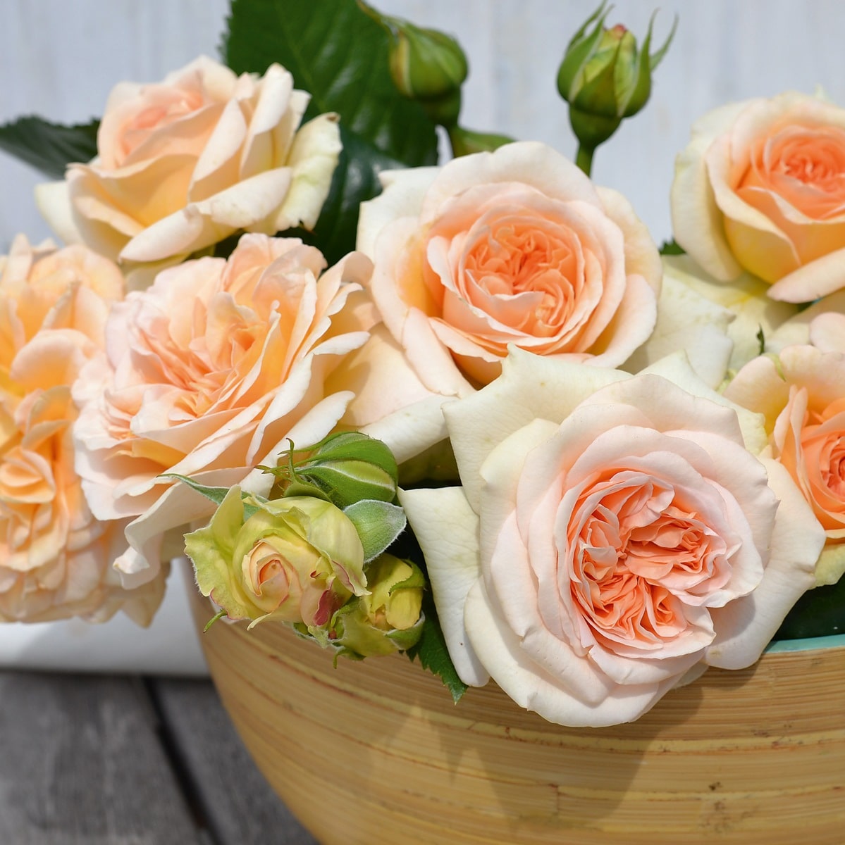 ROSIER VOLUPTIA AMBER (2)-min
