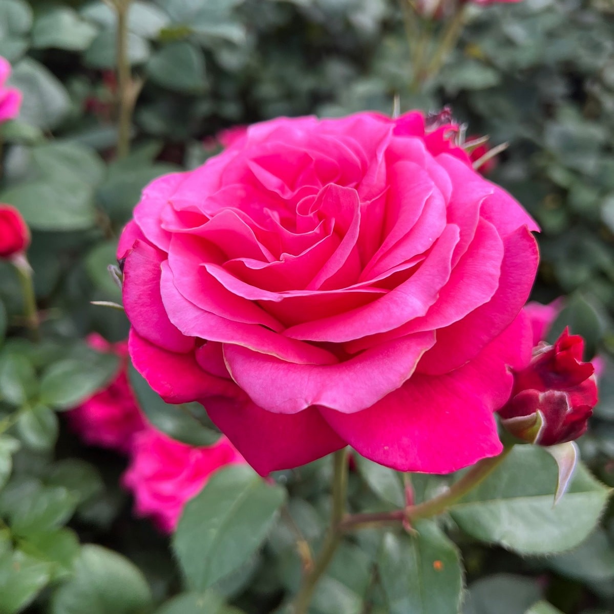 ROSIER VOLUPTIA CRAZY PINK (3)-min