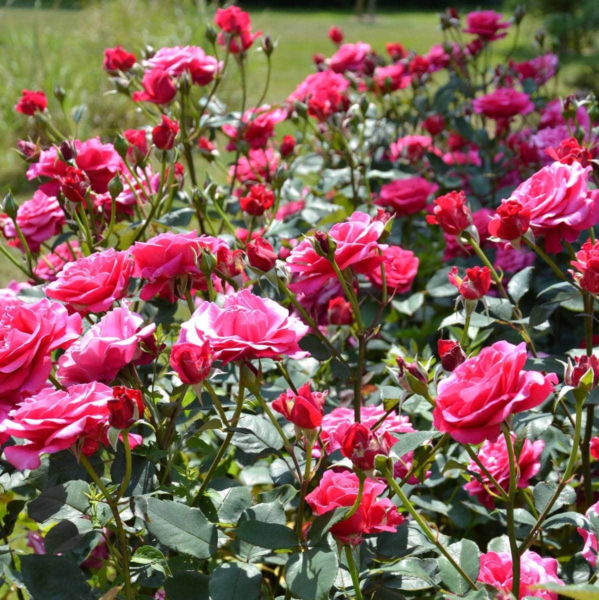 ROSIER VOLUPTIA CRAZY PINK (4)-min