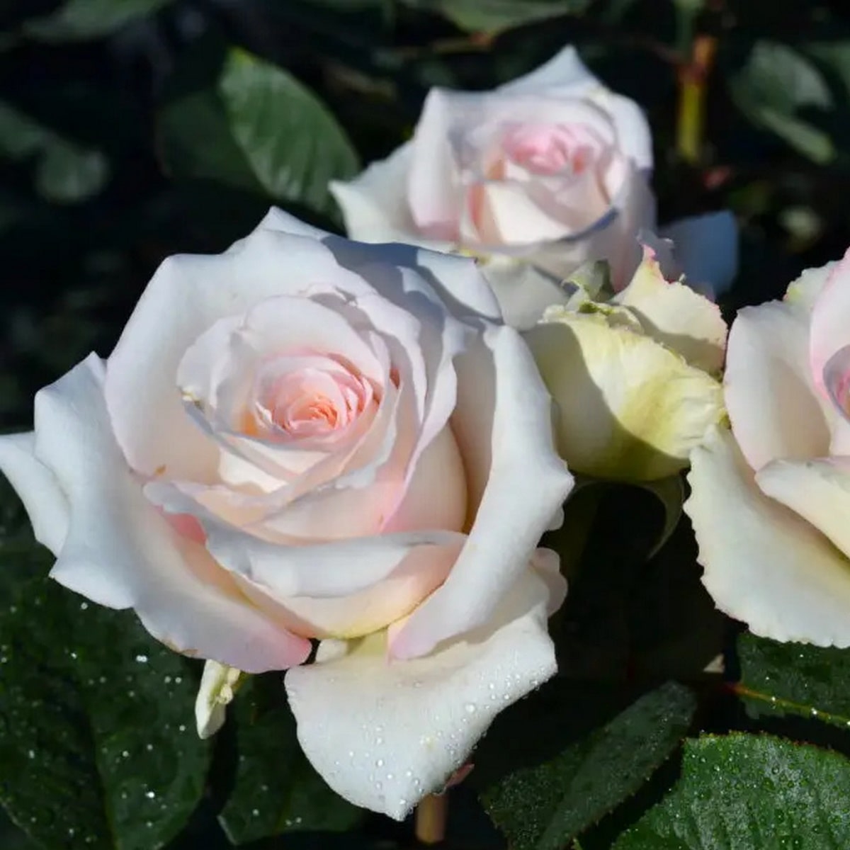 ROSIER VOLUPTIA LOVELY WHITE-min