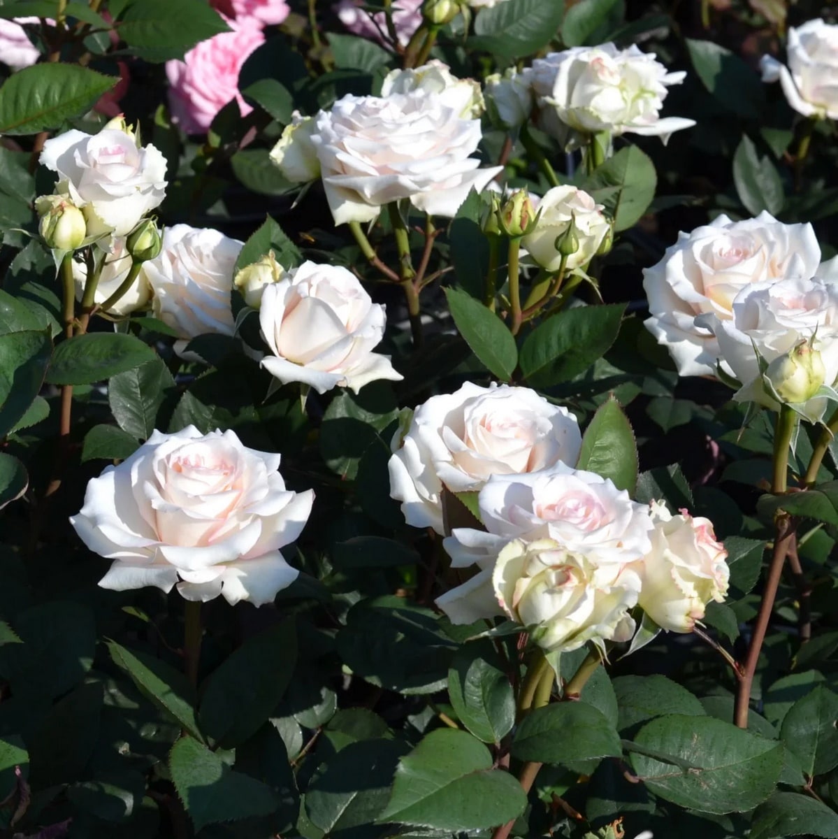 ROSIER VOLUPTIA LOVELY WHITE (2)-min