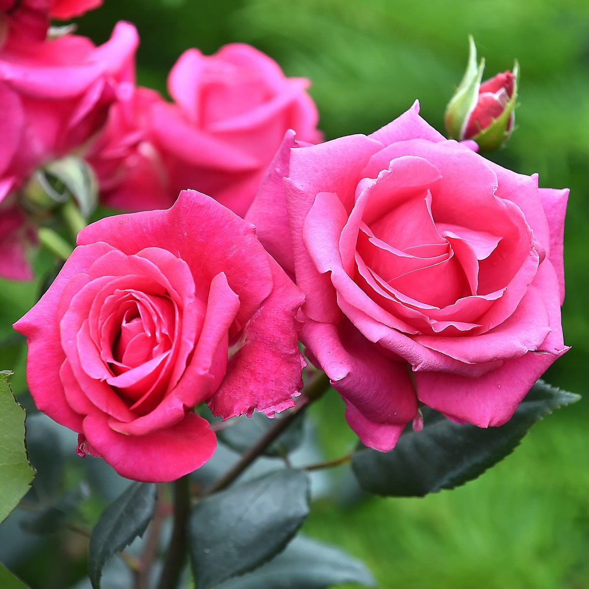 ROSIER VOLUPTIA CRAZY PINK (2)-min