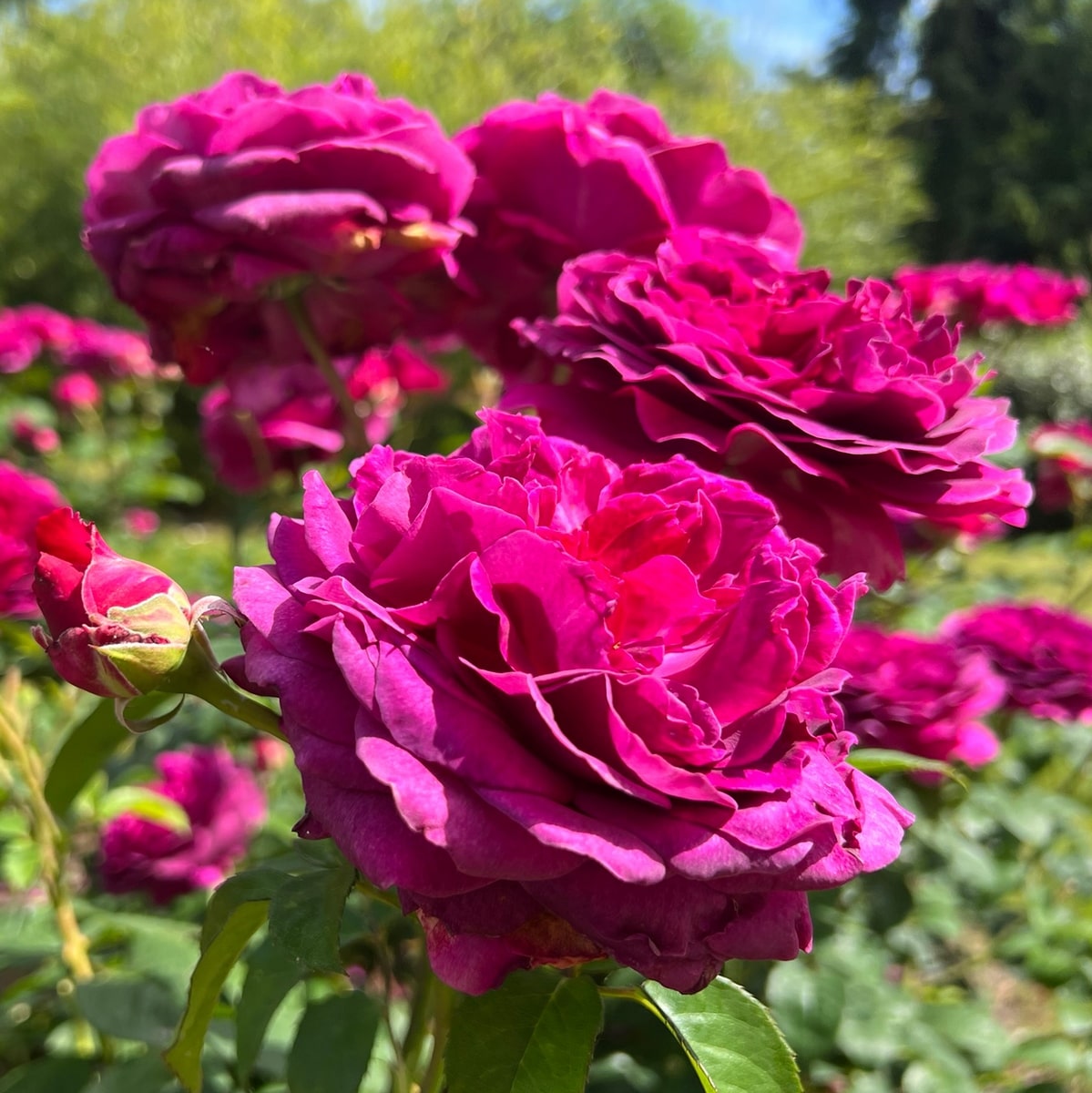 ROSIER VOLUPTIA PURPLE 3-min