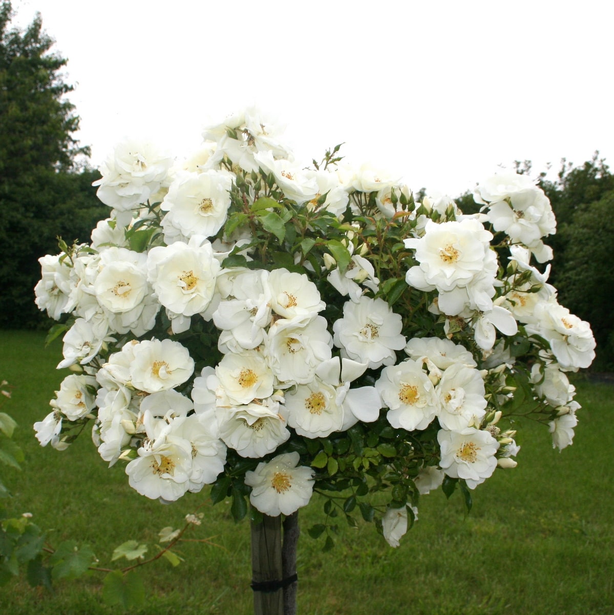 DECOROSIER TIGE OPALIA 2-min