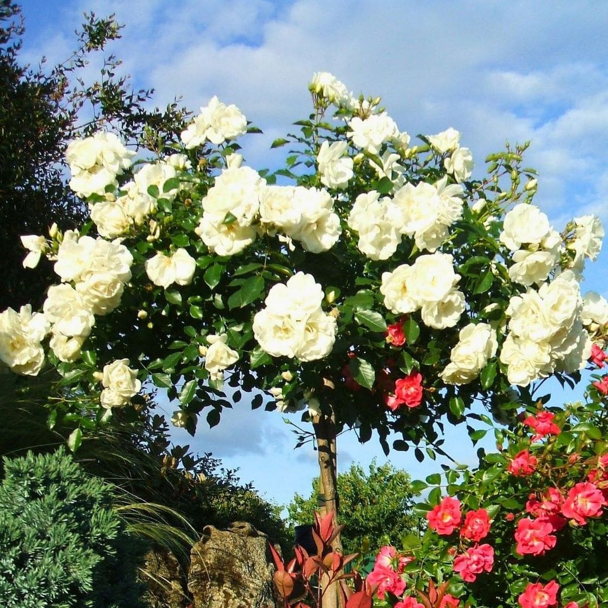 DECOROSIER TIGE OPALIA-min